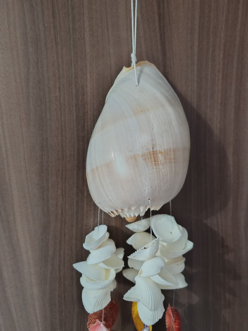 İthal Littup Deniz Kabuklu Melo Sarkaç Rüzgar Çanı