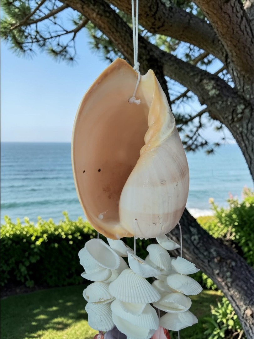 İthal Littup Deniz Kabuklu Melo Sarkaç Rüzgar Çanı